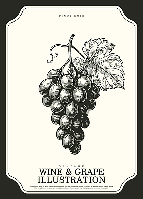 식물 계절 산업 컨셉 농업 과일 주류 촬영기법 생태계 파일형식 벡터 포도 와인 빈티지 그림 음료 잎 백그라운드 디자인 예술 흑백 여름 수확 농장 자연 일러스트 국내일러스트 AI파일