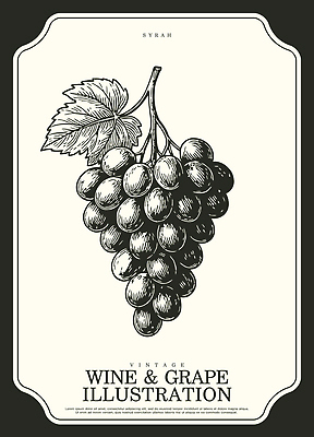 식물 디자인 예술 컬러 백그라운드 잎 과일 일러스트 포도 농장 와인 빈티지 그리기 그림 포도밭 스타일 국내일러스트 AI파일 컨셉 밭 농업 모션 주류 파일형식 벡터