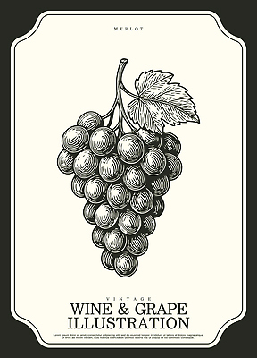 산업 음료 컨셉 잎 농업 과일 주류 술집 파일형식 벡터 포도 빈티지 와인 디자인 송이 나뭇잎 그림 농작물 음식 주점 수확 취미 장식 그래픽 일러스트 국내일러스트 AI파일