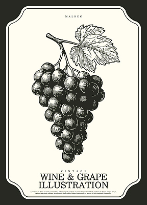 음료 컬러 컨셉 잎 농업 과일 프레임 주류 파일형식 벡터 포도 와인 빈티지 그림 라벨 나뭇잎 검은색 재료 농장 디자인 예술 제조 원산지 종류 일러스트 국내일러스트 AI파일