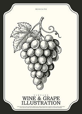 식물 디자인 음료 예술 줄기 잎 패턴 농업 과일 일러스트 자연 포도 미술 농작물 와인 수확 빈티지 클래식 그림 송이 국내일러스트 AI파일 산업 컨셉 무늬 문화예술 주류 생태계 파일형식 벡터