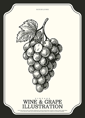 식물 음료 컨셉 농업 과일 프레임 주류 촬영기법 농장 파일형식 벡터 포도 와인 빈티지 그림 송이 잎 디자인 라벨 흑백 농작물 신선 포도농장 예술 전통 제조 일러스트 국내일러스트 AI파일