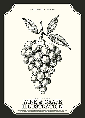 음료 음식 컨셉 과일 문화예술 주류 생태계 파일형식 벡터 포도 빈티지 디자인 와인 그래픽 식물 미술 먹거리 자연 예술 표현 백그라운드 장식 상품 일러스트 국내일러스트 AI파일