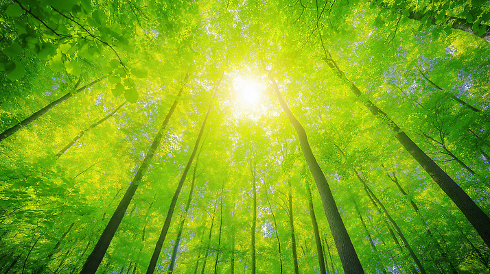 JPG 나무 편집이미지 자연 하늘 바람 나뭇잎 풍경 초록색 여름 햇빛 평화 환경 봄 숲속 숲 생태계 오후 편집실사 AI포토 AI콘텐츠 자연요소 식물 계절 컬러 컨셉 잎 날씨 태양 CG 파일형식