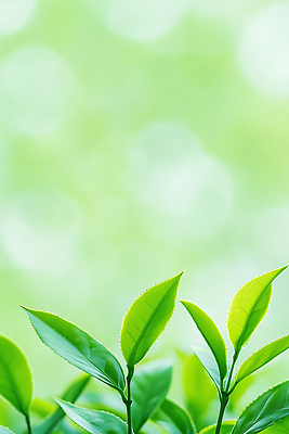 JPG 식물 편집이미지 백그라운드 잎 농업 자연 초록색 여름 새싹 환경 촬영 봄 성장 녹차 원예 찻잎 편집실사 AI포토 AI콘텐츠 계절 산업 컬러 취미 차_음료 CG 생태계 파일형식