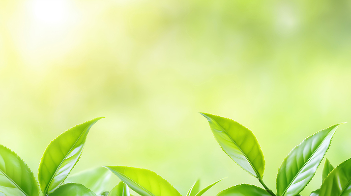 JPG 식물 편집이미지 백그라운드 잎 자연 나뭇잎 건강 초록색 여름 햇빛 환경 봄 성장 신선 녹차 원예 편집실사 AI포토 AI콘텐츠 계절 컬러 취미 차_음료 태양 CG 생태계 파일형식