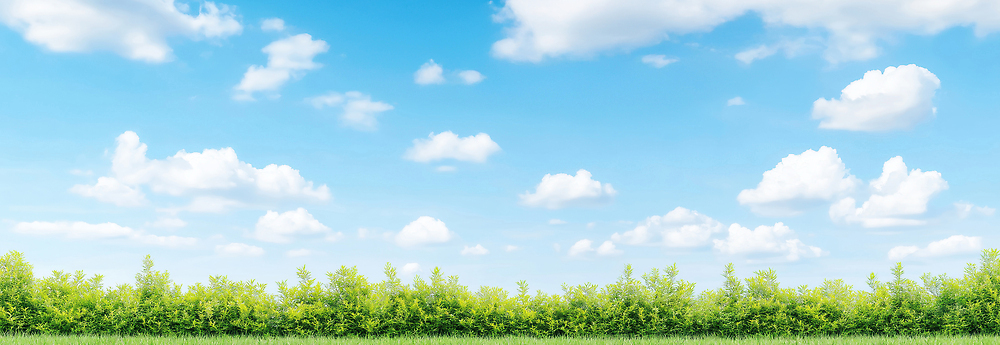 JPG 식물 구름 편집이미지 밭 자연 하늘 생명 바람 날씨 풍경 초원 초록색 여름 파란색 햇빛 봄 숲 편집실사 AI포토 AI콘텐츠 자연요소 계절 컬러 농업 태양 CG 생태계 파일형식