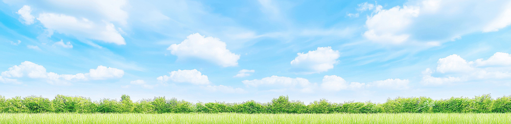 JPG 식물 구름 편집이미지 자연 하늘 날씨 풍경 초원 야외 여름 파란색 봄 산책 대기 숲 편집실사 AI포토 AI콘텐츠 자연요소 계절 컬러 휴식 CG 생태계 파일형식