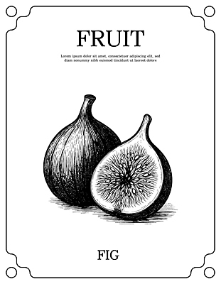음식 가구 농업 과일 모션 건강 미술 생태계 영양소 파일형식 벡터 무화과 반쪽 탁자 자연 식물 먹거리 농작물 다이어트 비타민 섬유질 컬러 디자인 예술 그리기 스케치 국내일러스트 일러스트 AI파일
