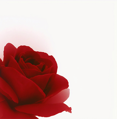 JPG 식물 편집이미지 꽃잎 꽃 감정 컬러 자연 생명 발렌타인데이 사랑 빨간색 장미 표현 꽃집 조화 뷰티풀 이미지편집 AI컴퓨터그래픽 AI콘텐츠 데이이벤트 상점 생태계 파일형식