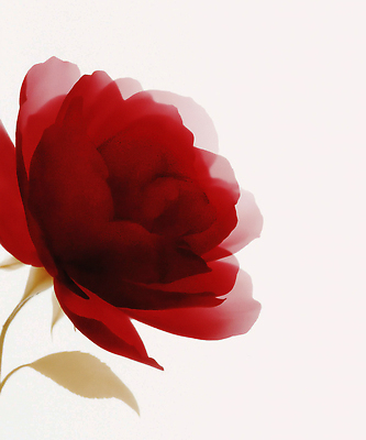 JPG 식물 편집이미지 꽃잎 꽃 감정 예술 줄기 컬러 백그라운드 자연 생명 발렌타인데이 빨간색 장미 관찰 심플 화사함 조화 흐림 뷰티풀 이미지편집 AI컴퓨터그래픽 AI콘텐츠 컨셉 모션 데이이벤트 날씨 생태계 파일형식