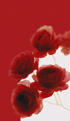 JPG 모양 식물 편집이미지 디자인 꽃잎 예술 컬러 꽃다발 백그라운드 자연 생명 발렌타인데이 장식 빨간색 장미 원형 식물원 부드러움 뷰티풀 이미지편집 AI컴퓨터그래픽 AI콘텐츠 도형 꽃 데이이벤트 감각 생태계 파일형식