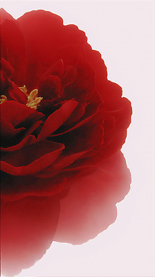 JPG 식물 편집이미지 꽃 화초 컬러 자연 생명 발렌타인데이 장식 빨간색 장미 반사 정원 수면 크기 조화 구성 뷰티풀 생동감 디테일 이미지편집 AI컴퓨터그래픽 AI콘텐츠 데이이벤트 물 생태계 파일형식