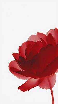 JPG 모양 식물 편집이미지 꽃잎 꽃 예술 컬러 백그라운드 자연 생명 발렌타인데이 장식 빨간색 장미 공간 장면 단순화된 뷰티풀 디테일 이미지편집 AI컴퓨터그래픽 AI콘텐츠 데이이벤트 생태계 파일형식