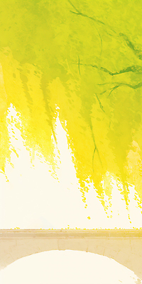 JPG 나무 식물 컬러 잎 일러스트 자연 생명 나뭇잎 바닥 풍경 여름 빛 노란색 봄 흰색 그늘 땅 온도 대칭 국내일러스트 AI일러스트 AI콘텐츠 계절 생태계 파일형식