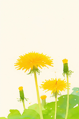 JPG 식물 디자인 꽃잎 꽃 컬러 백그라운드 잎 일러스트 자연 생명 초록색 햇빛 노란색 봄 성장 민들레 꽃봉오리 그림 화사함 국내일러스트 AI일러스트 AI콘텐츠 계절 컨셉 태양 생태계 파일형식