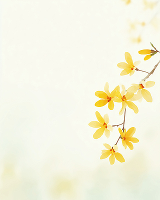 JPG 식물 꽃잎 꽃 백그라운드 잎 일러스트 자연 생명 풍경 일상 라이프 노란색 정원 봄 나뭇가지 개나리 원예 화사함 국내일러스트 AI일러스트 AI콘텐츠 나무 계절 컬러 컨셉 취미 생활 생태계 파일형식