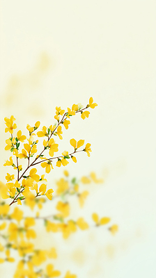 JPG 식물 계절 꽃 백그라운드 잎 일러스트 자연 풍경 야외 햇빛 봄 성장 나뭇가지 개나리 꽃봉오리 가지치기 국내일러스트 AI일러스트 AI콘텐츠 나무 태양 생태계 원예 파일형식