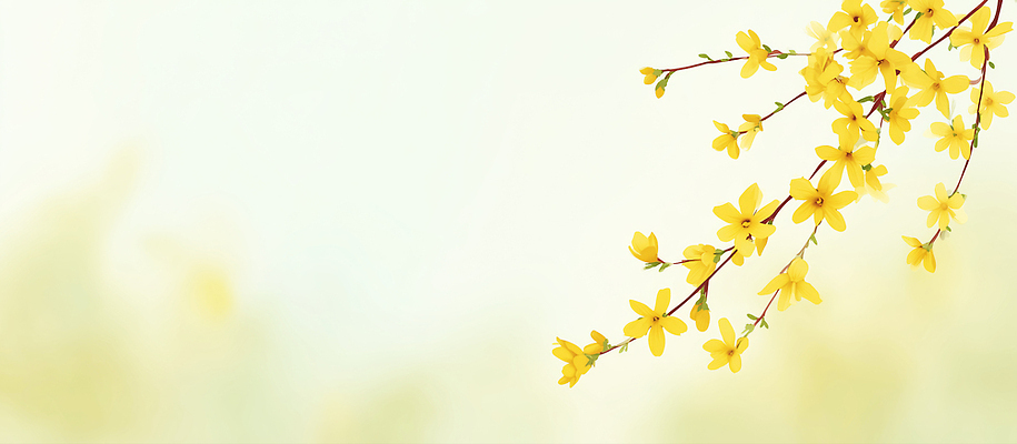 JPG 나무 식물 꽃잎 꽃 화초 일러스트 자연 생명 풍경 근접촬영 햇빛 노란색 새싹 정원 봄 개화 개나리 꽃봉오리 드넓은 국내일러스트 AI일러스트 AI콘텐츠 계절 뷰포인트 컬러 태양 생태계 파일형식