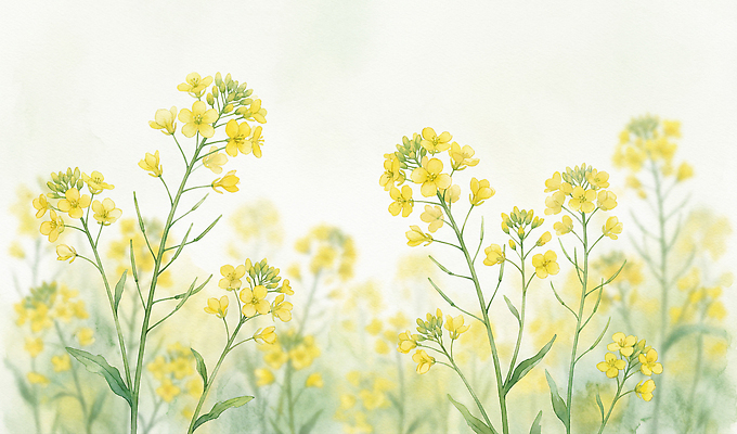 JPG 식물 계절 꽃 예술 컬러 백그라운드 꽃밭 일러스트 자연 풍경 초원 노란색 환경 봄 성장 원예 유채밭 국내일러스트 AI일러스트 AI콘텐츠 밭 취미 유채 생태계 파일형식