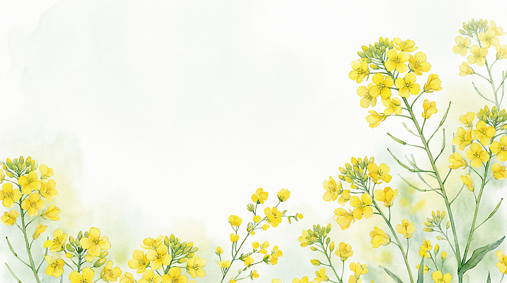 JPG 식물 계절 꽃 컬러 백그라운드 일러스트 자연 생명 날씨 잔디 초원 노란색 정원 들꽃 변화 생태계 향기 생동감 유채밭 국내일러스트 AI일러스트 AI콘텐츠 컨셉 밭 유채 냄새 파일형식