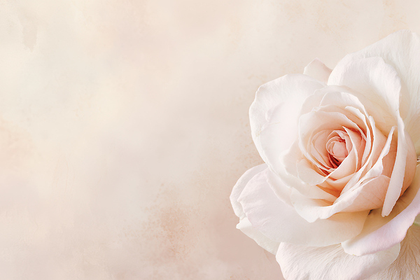 JPG 식물 편집이미지 꽃잎 꽃 컬러 백그라운드 잎 자연 세부 장미 흰색 중앙 꽃봉오리 편집실사 AI포토 AI콘텐츠 필리핀 CG 생태계 파일형식