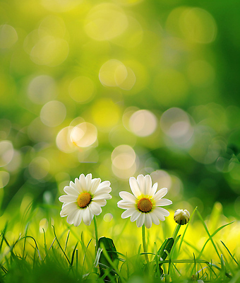 JPG 식물 편집이미지 계절 꽃 백그라운드 자연 생명 풍경 잔디 초원 초록색 햇빛 흰색 데이지 편집실사 AI포토 AI콘텐츠 컬러 태양 CG 생태계 파일형식