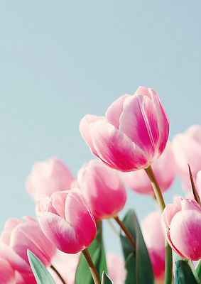 JPG 식물 편집이미지 꽃잎 꽃 분홍색 자연 하늘 생명 풍경 일상 햇빛 정원 봄 튤립 관상식물 편집실사 AI포토 AI콘텐츠 계절 컬러 라이프 태양 CG 생태계 파일형식