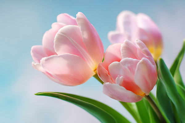 JPG 식물 편집이미지 꽃잎 꽃 분홍색 컬러 잎 자연 하늘 풍경 여름 햇빛 봄 튤립 편집실사 AI포토 AI콘텐츠 계절 태양 CG 생태계 파일형식