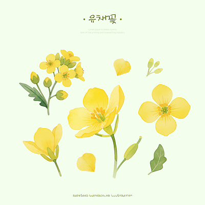 PSD 식물 디자인 꽃잎 꽃 예술 컬러 백그라운드 잎 농업 일러스트 자연 수채화 노란색 정원 봄 유채 그림 뷰티풀 국내일러스트 계절 산업 생태계 파일형식