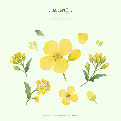 PSD 식물 디자인 꽃잎 꽃 예술 줄기 백그라운드 잎 일러스트 자연 생명 수채화 노란색 성장 관찰 유채 그림 단순화된 뷰티풀 국내일러스트 컬러 모션 생태계 파일형식