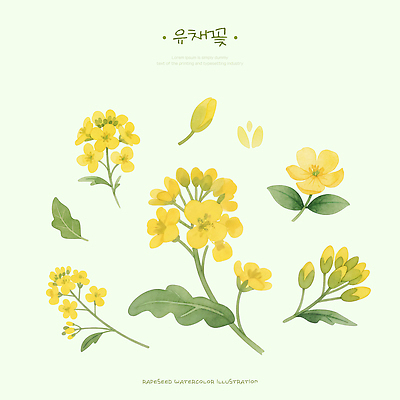 PSD 식물 디자인 꽃 화초 컬러 꽃다발 백그라운드 잎 꽃밭 일러스트 자연 수채화 노란색 봄 전시 유채 꽃봉오리 그림 조화 국내일러스트 계절 생태계 파일형식