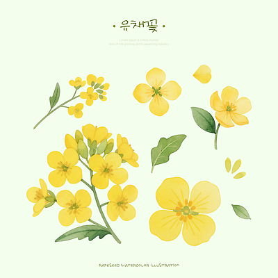 PSD 식물 디자인 꽃 예술 컬러 잎 일러스트 자연 수채화 노란색 유채 그림 소재 화가 조화 채색 꽃받침 국내일러스트 직업 미술 손짓 생태계 파일형식
