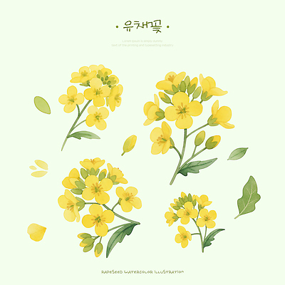 PSD 식물 계절 꽃잎 꽃 예술 컬러 꽃다발 백그라운드 잎 일러스트 자연 수채화 한국 초록색 노란색 붓 유채 그림 국내일러스트 아시아 생태계 파일형식