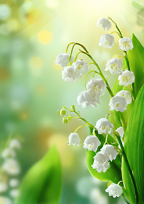 JPG 식물 편집이미지 꽃 백그라운드 잎 자연 생명 초록색 빛 성장 축복 부드러움 은방울꽃 뷰티풀 편집실사 AI포토 AI콘텐츠 컬러 컨셉 감각 CG 생태계 파일형식