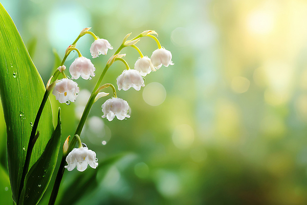 JPG 식물 편집이미지 계절 꽃 백그라운드 잎 자연 생명 풍경 초록색 빛 성장 은방울꽃 뷰티풀 편집실사 AI포토 AI콘텐츠 컬러 CG 생태계 파일형식