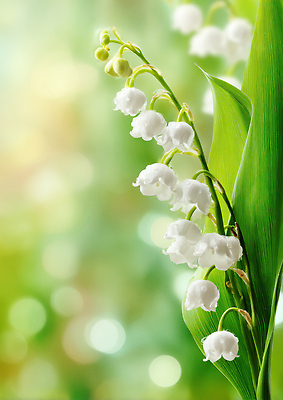 JPG 식물 편집이미지 꽃 줄기 잎 자연 생명 초원 봄 원예 은방울꽃 편집실사 AI포토 AI콘텐츠 계절 취미 CG 생태계 파일형식