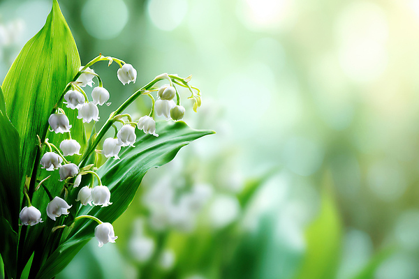 JPG 식물 편집이미지 꽃 잎 자연 생명 초록색 여름 햇빛 환경 정원 흰색 원예 은방울꽃 뷰티풀 편집실사 AI포토 AI콘텐츠 계절 컬러 취미 태양 CG 생태계 파일형식