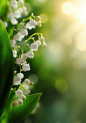 JPG 식물 편집이미지 꽃잎 꽃 잎 자연 초록색 햇빛 환경 정원 봄 흰색 식물원 은방울꽃 편집실사 AI포토 AI콘텐츠 계절 컬러 태양 CG 생태계 파일형식