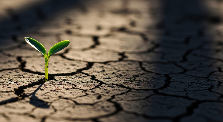 JPG 식물 편집이미지 자연 생명 초록색 태양 새싹 환경 희망 흙 성장 균열 뿌리 가뭄 회복 수분_꽃가루 이미지편집 AI컴퓨터그래픽 AI콘텐츠 자연요소 감정 컬러 컨셉 모션 날씨 생태계 파일형식