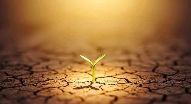 JPG 식물 편집이미지 자연 생명 초록색 햇빛 새싹 환경 성장 균열 땅 생태계 뿌리 가뭄 수분_꽃가루 이미지편집 AI컴퓨터그래픽 AI콘텐츠 컬러 모션 날씨 태양 파일형식