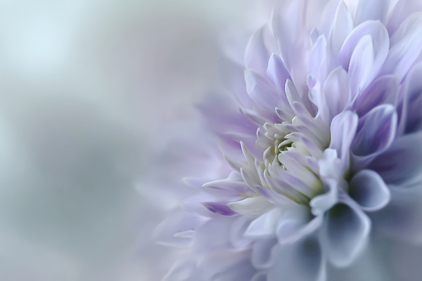 JPG 식물 편집이미지 꽃잎 꽃 컬러 백그라운드 꽃밭 자연 생명 정원 성장 식물원 흐림 라일락 뷰티풀 편집실사 AI포토 AI콘텐츠 날씨 CG 생태계 파일형식