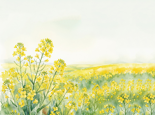 JPG 식물 꽃 컬러 여행 잎 일러스트 자연 하늘 풍경 초원 햇빛 제주도 노란색 봄 원근감 대기 유채 지역 발걸음 유채밭 국내일러스트 AI일러스트 AI콘텐츠 계절 뷰포인트 밭 한국 태양 생태계 파일형식