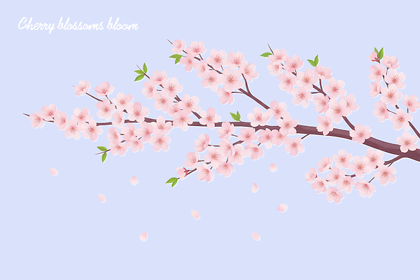 PSD 나무 식물 계절 꽃잎 꽃 분홍색 하늘색 일러스트 자연 날리기 바람 풍경 봄 벚꽃 떨어짐 뷰티풀 국내일러스트 자연요소 컬러 컨셉 모션 날씨 파란색 생태계 파일형식