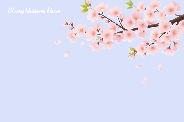 PSD 나무 사계절 계절 공원 꽃잎 꽃 컬러 하늘색 백그라운드 일러스트 자연 풍경 일상 봄 벚꽃 떨어짐 꽃길 뷰티풀 경관 국내일러스트 식물 공공시설 길 컨셉 라이프 파란색 생태계 파일형식