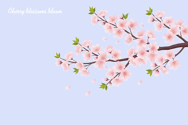 PSD 나무 식물 계절 꽃잎 꽃 컬러 백그라운드 잎 일러스트 자연 생명 풍경 봄 감상 벚꽃 떨어짐 만개 뷰티풀 국내일러스트 컨셉 생태계 파일형식