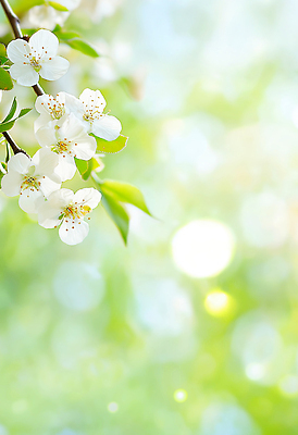 JPG 나무 식물 편집이미지 꽃 잎 자연 생명 나뭇잎 여름 햇빛 환경 봄 흰색 신선 변화 뷰티풀 이미지편집 AI포토 AI콘텐츠 계절 컬러 컨셉 태양 생태계 파일형식