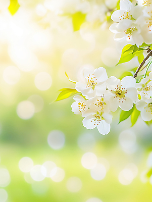 JPG 식물 편집이미지 꽃 컬러 잎 자연 생명 나뭇잎 여름 빛 촬영 봄 뷰티풀 이미지편집 AI포토 AI콘텐츠 계절 생태계 파일형식