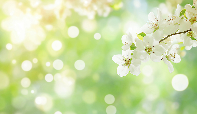 JPG 나무 식물 편집이미지 꽃잎 꽃 컬러 잎 자연 생명 초록색 여름 햇빛 환경 봄 부드러움 뷰티풀 이미지편집 AI포토 AI콘텐츠 계절 태양 감각 생태계 파일형식