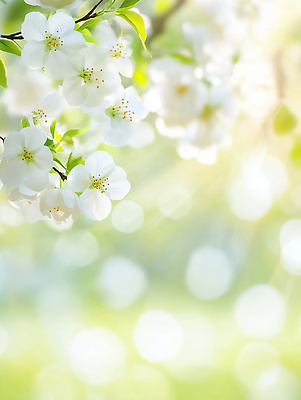 JPG 나무 편집이미지 계절 꽃 여유 잎 자연 여러명 야외 초록색 여름 햇빛 봄 공간 들꽃 시간 즐거움 화사함 이미지편집 AI포토 AI콘텐츠 식물 감정 컬러 다수 컨셉 사람 태양 생태계 파일형식